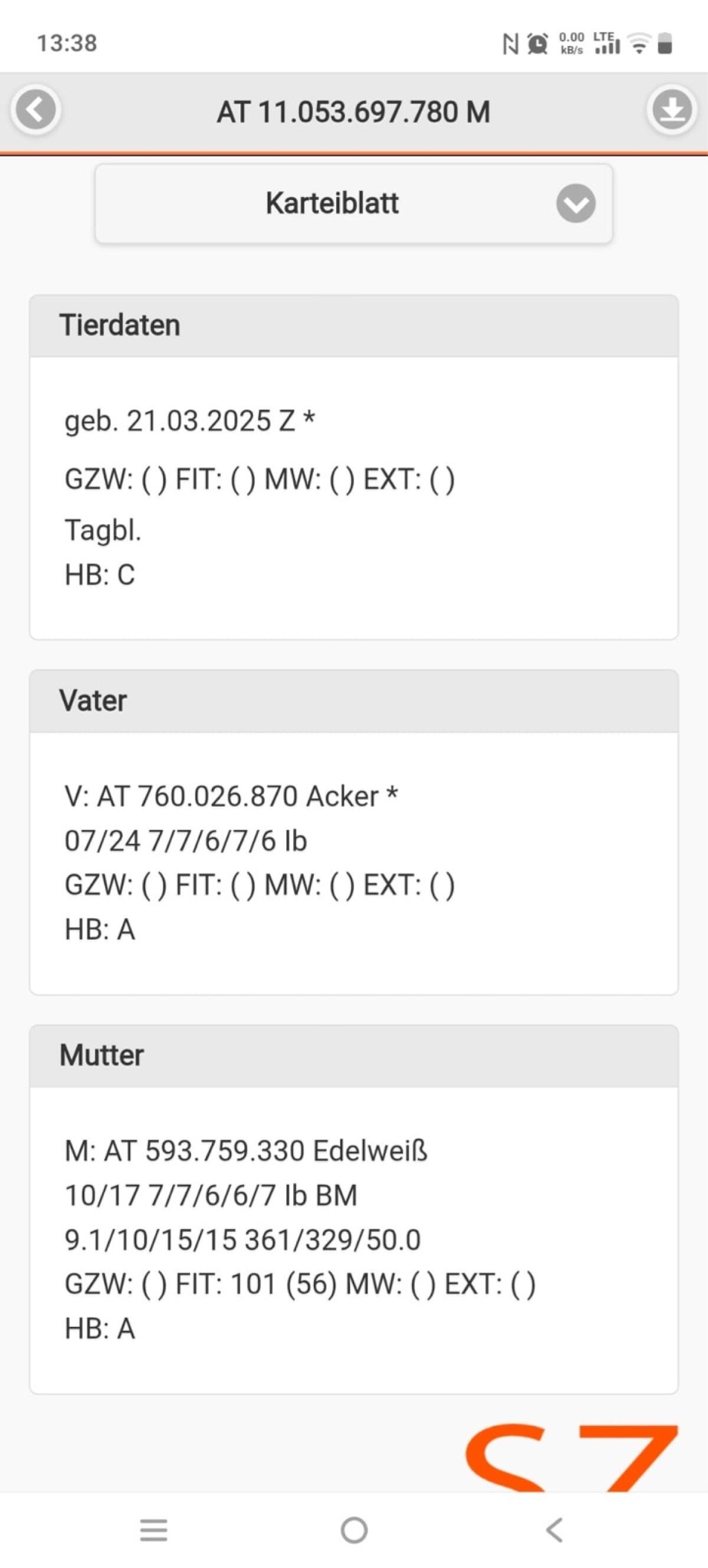 Tauernscheckenbock 2