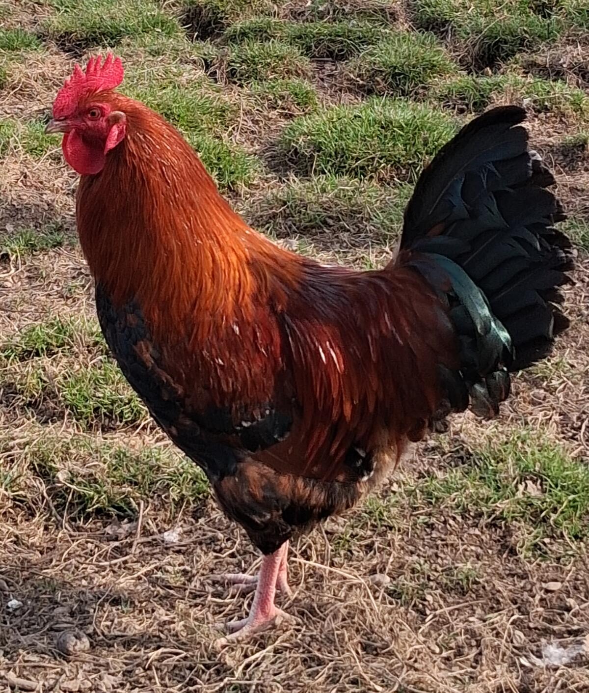 Schöne Hähne zu vergeben 2