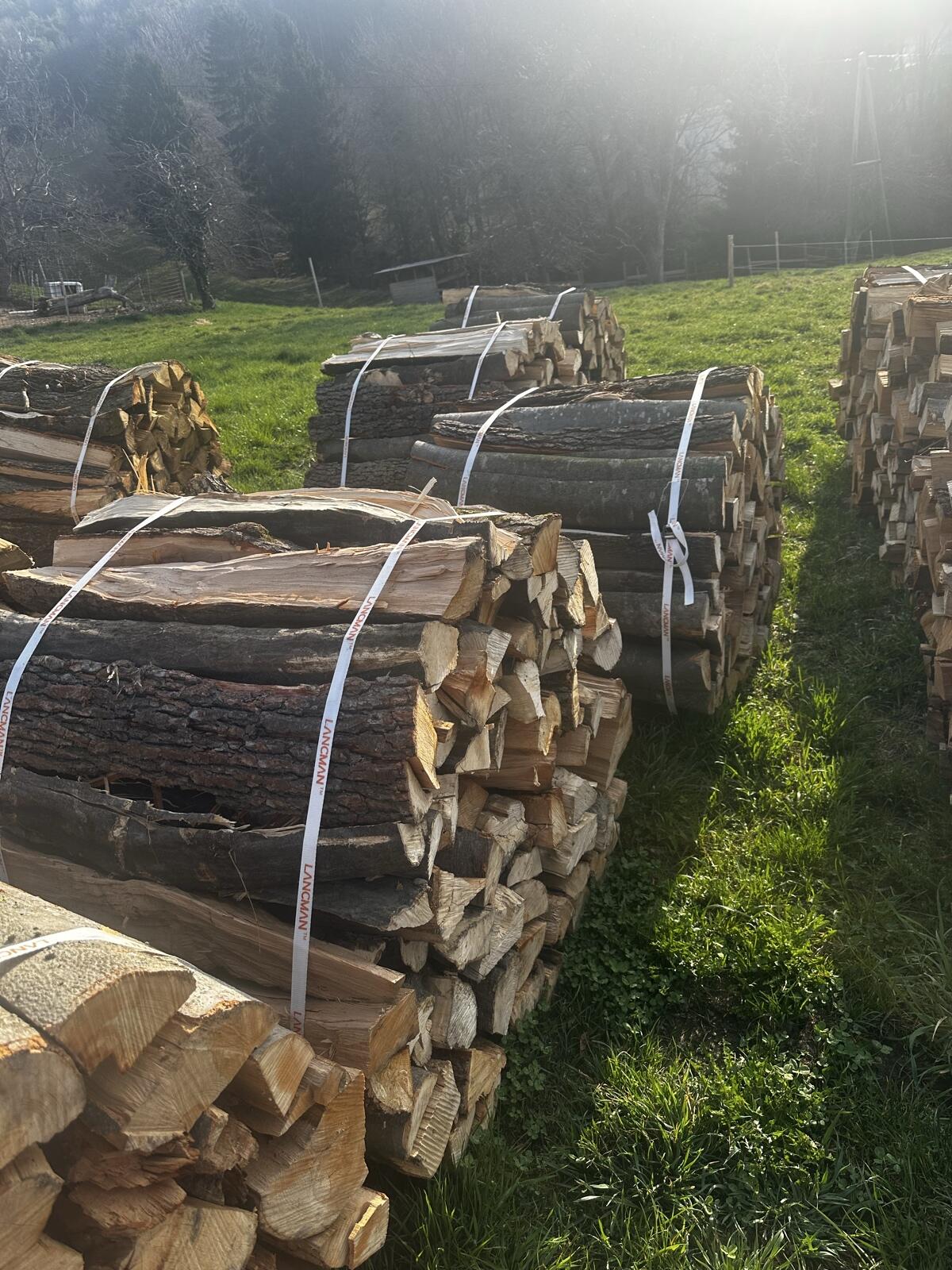 Buchen holz bündel 2