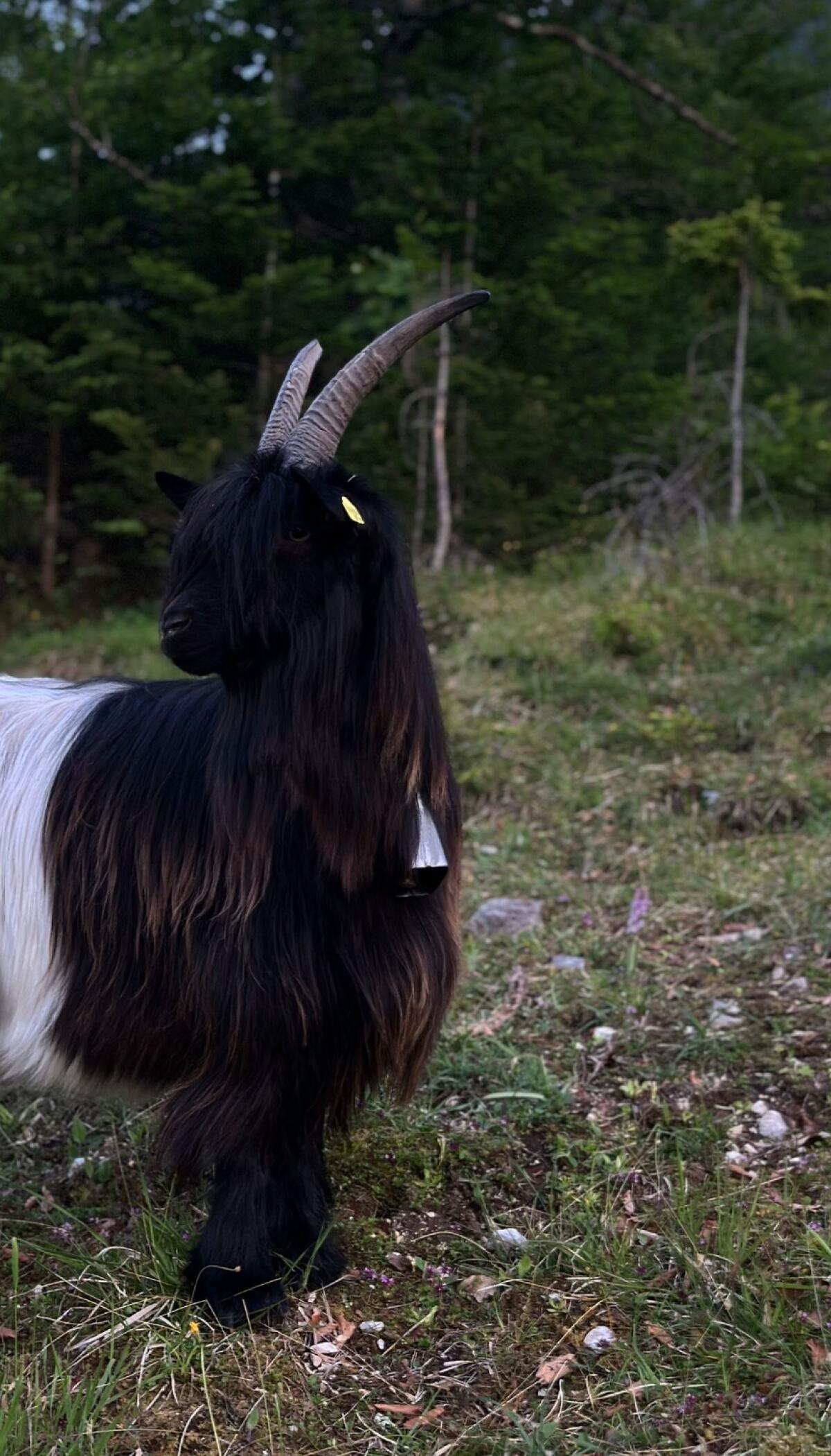 walliser schwarzhalsziegen 2