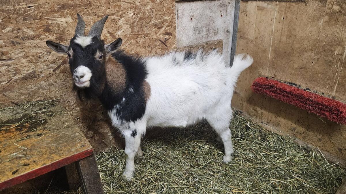 Zwergziegenbock sucht zu Hause 2