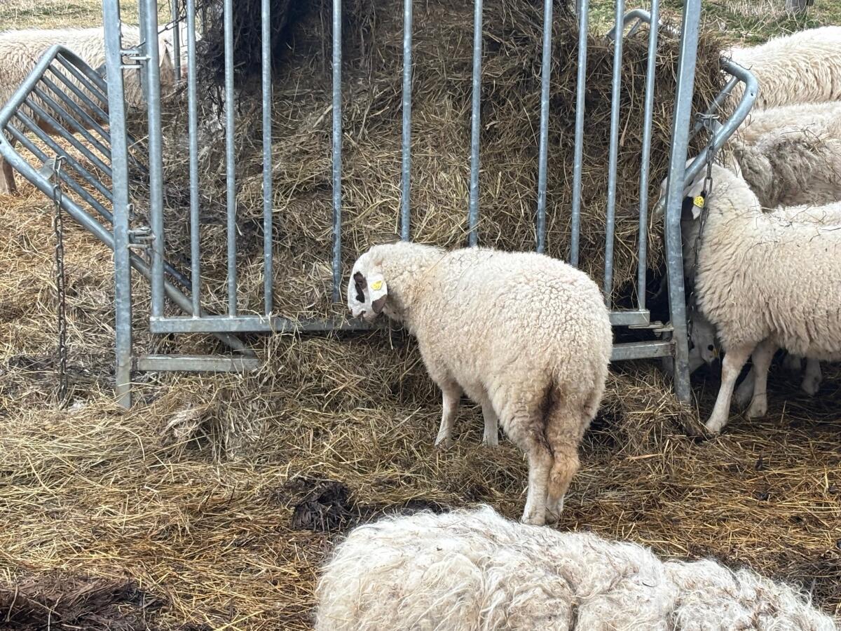 Kärntner Brillenschaf BIO 3