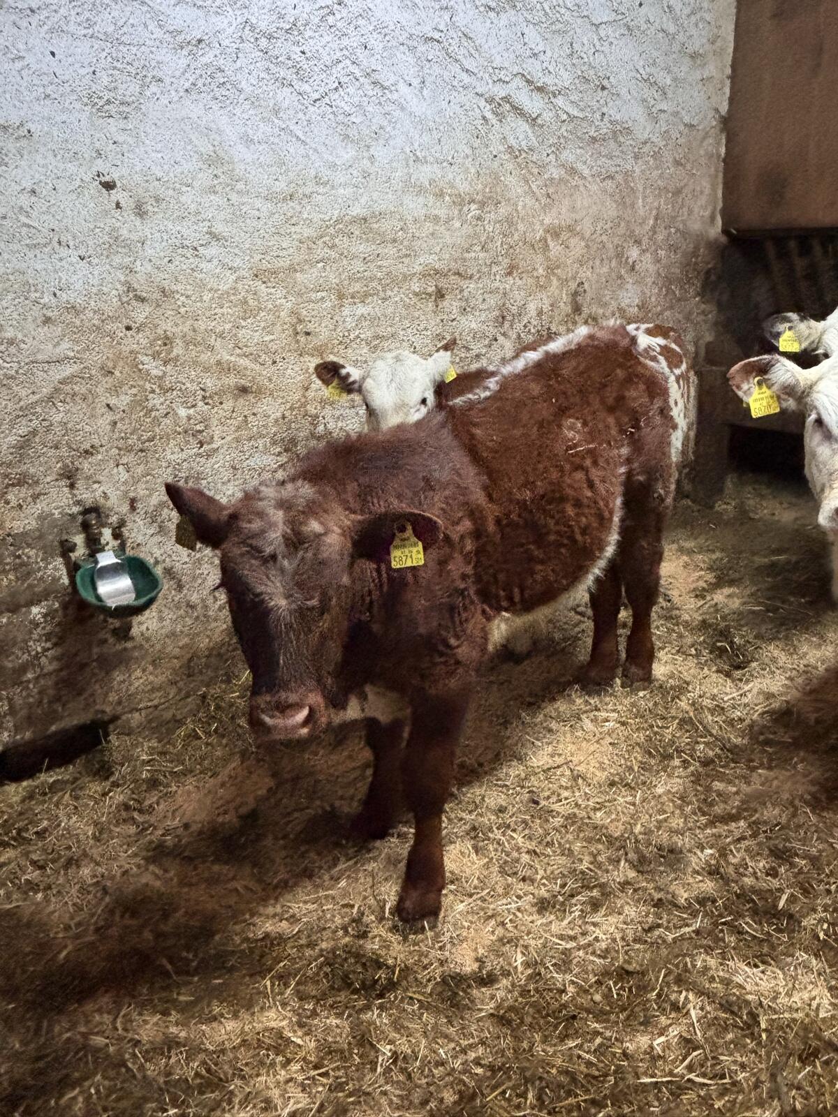 Verkaufe Stier aus Eigenzucht 2