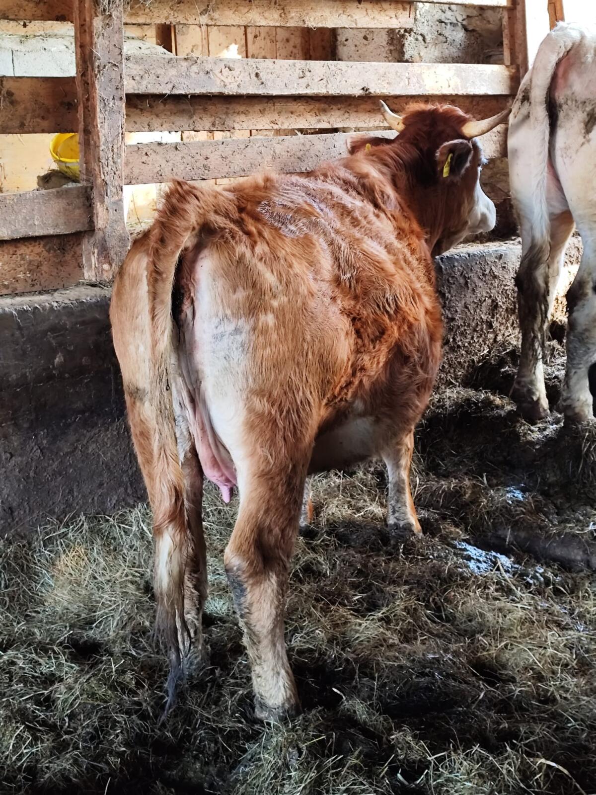 Bio Mutterkuh mit Kalb und Bio Kalbin trächtig 2