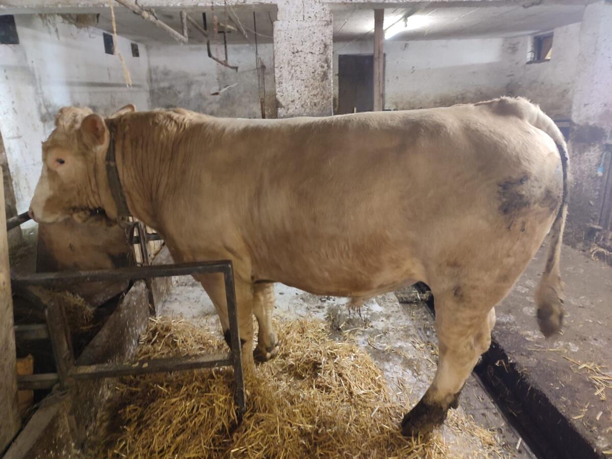 Stier 3
