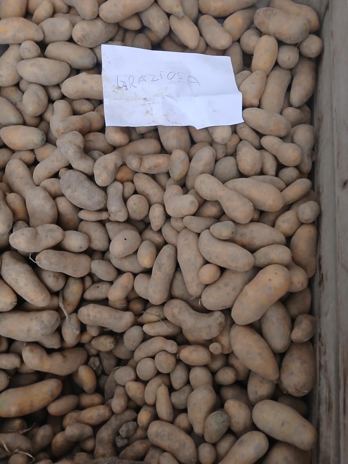 Speisekartoffeln 2