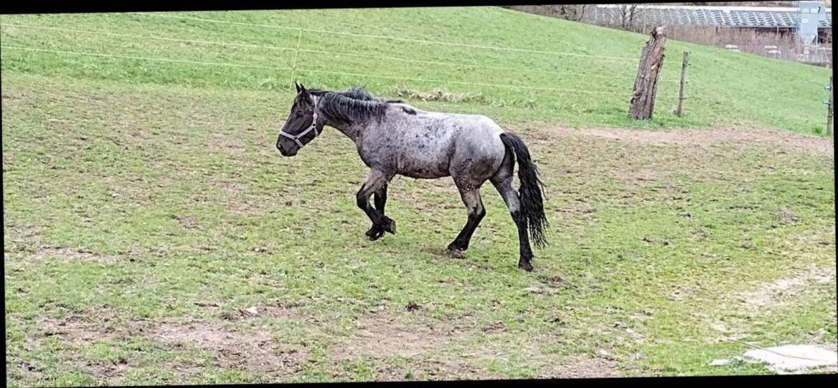 Mohrenkopf Hengst, Wallach 2