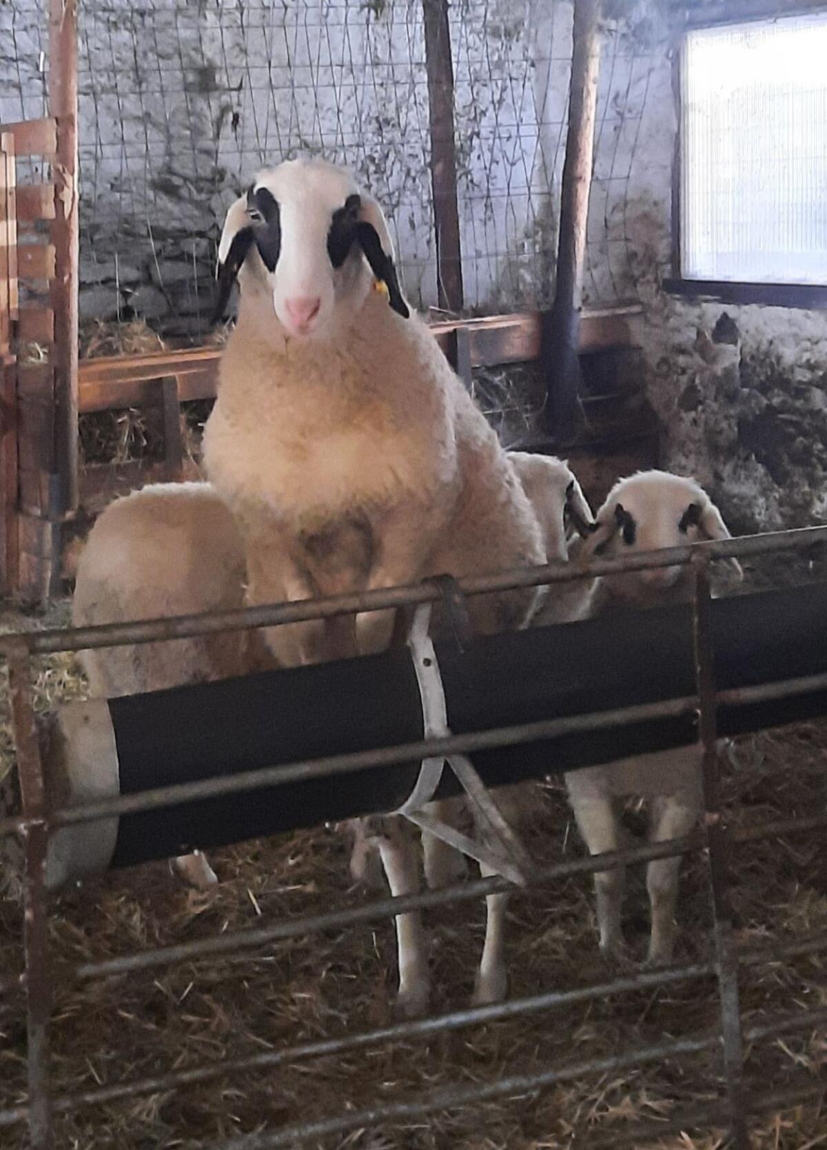 Brillenschafe weiblich 3