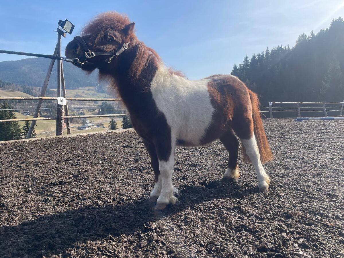 Mini-Pony-Hengst 2