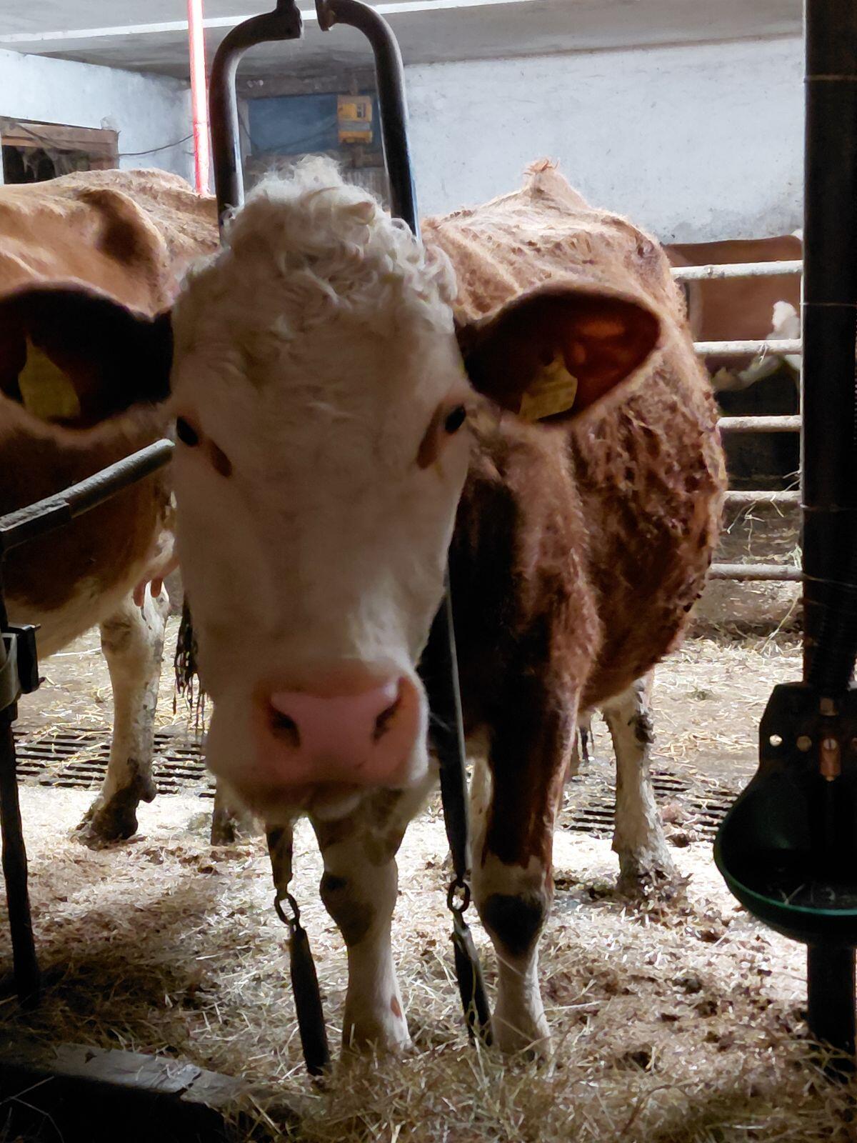 Bio-Fleckvieh in Milch 2