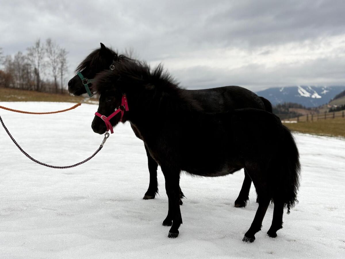 Shetlandpony Stutfohlen 2