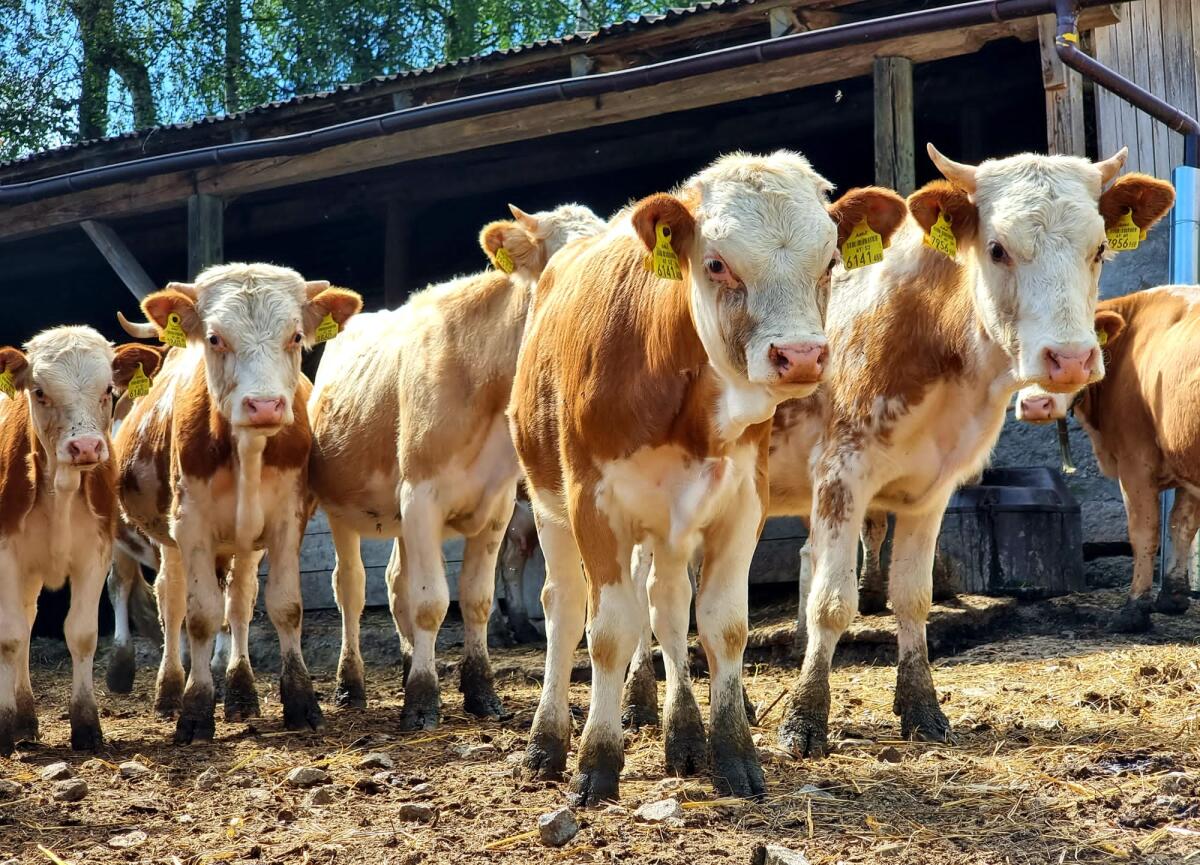 Hinterwälder Herde (ca. 50 Stk.) an Bestplatz abzugeben 2