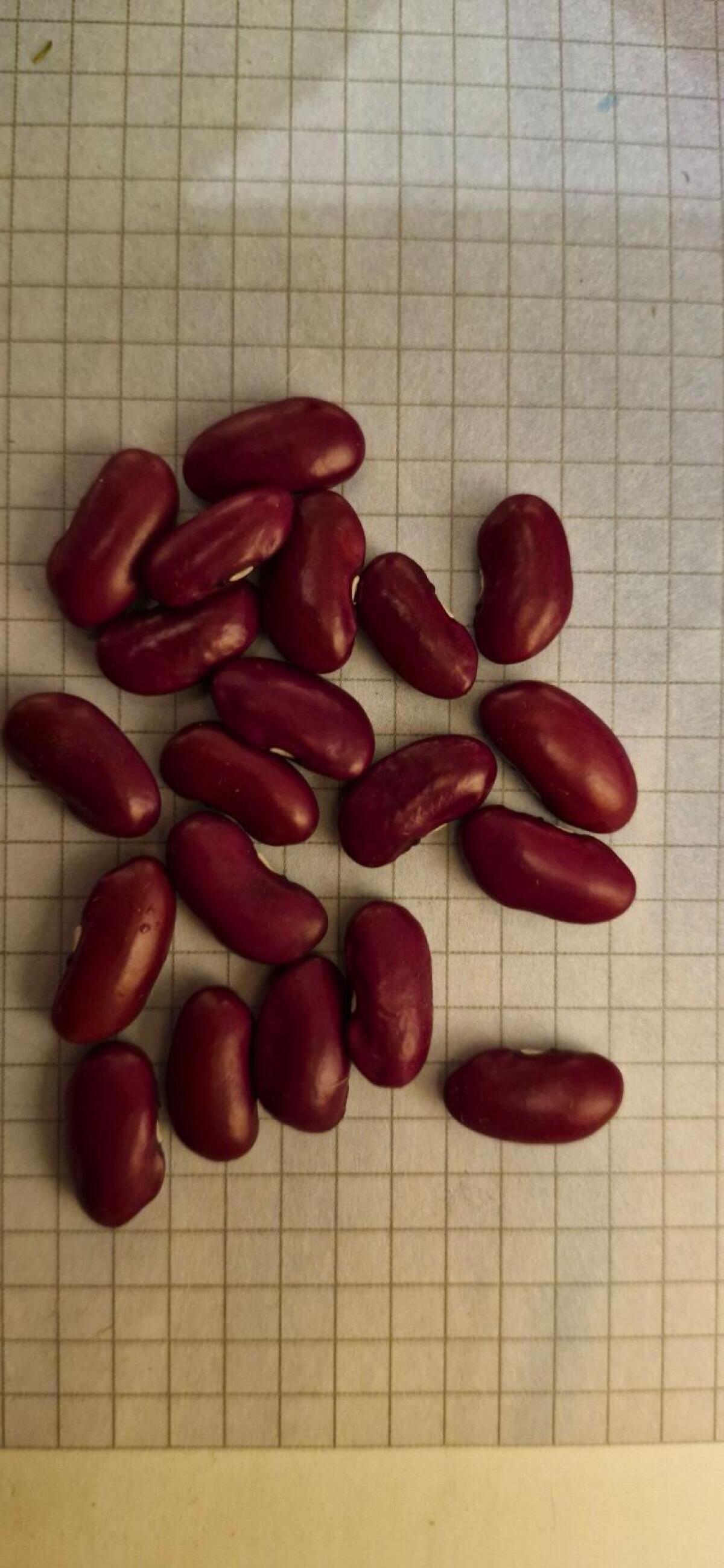 Rote Kidneybohnen 2