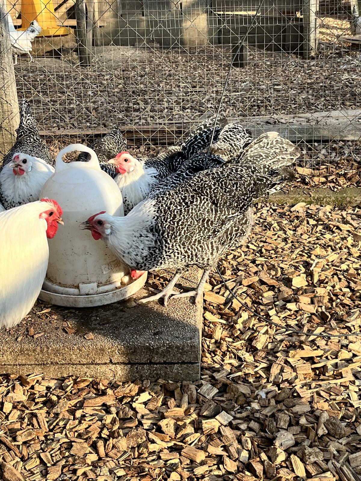 Westfälische Totleger Silber 3