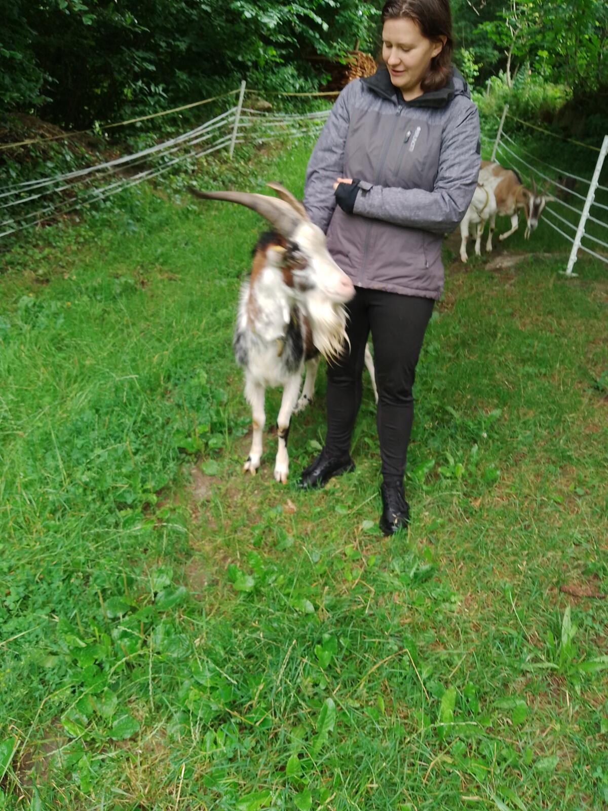 Tauernscheckenbock 2