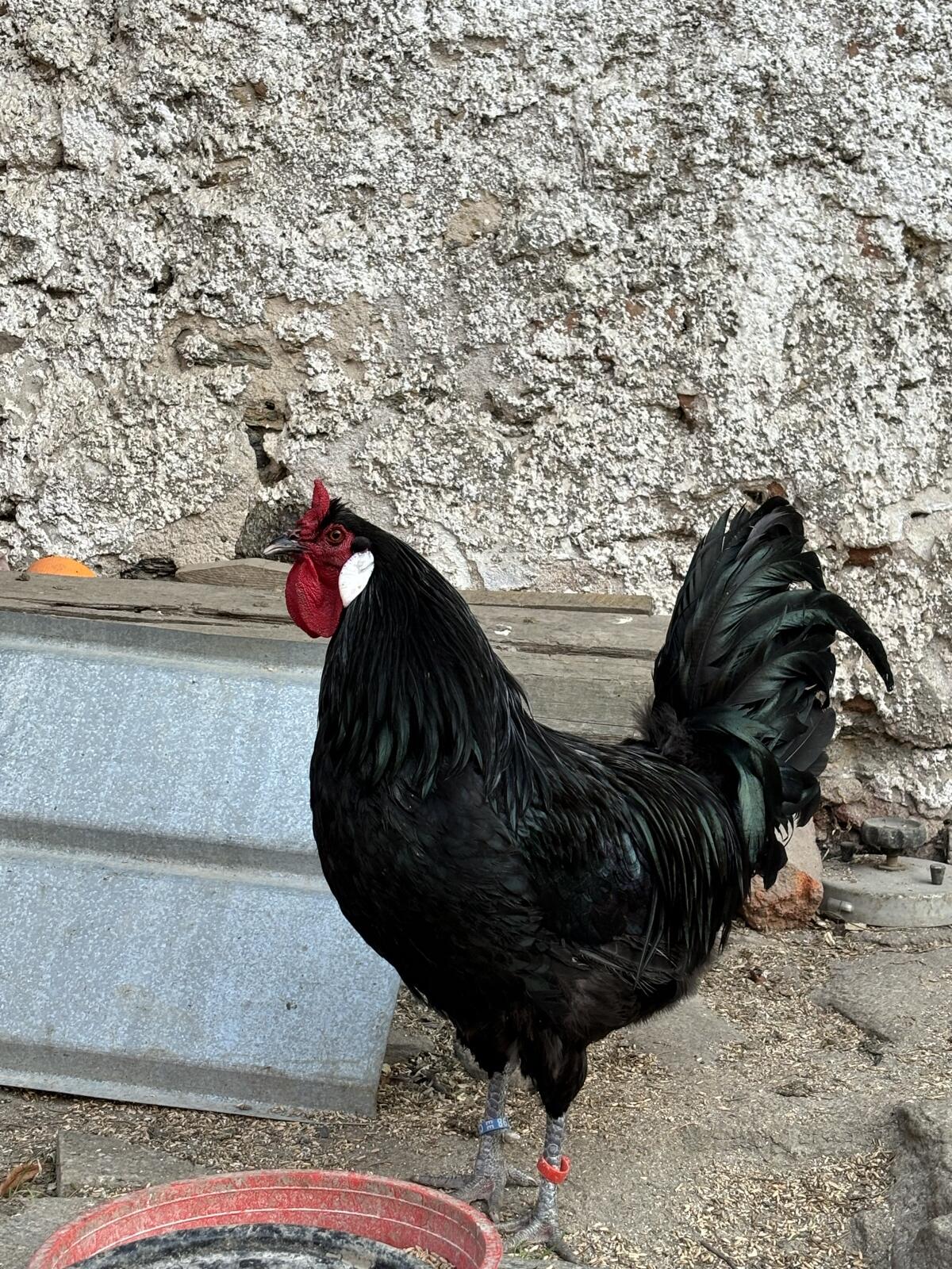 Broedeieren, Groot La flèche, Witte Duivel 3