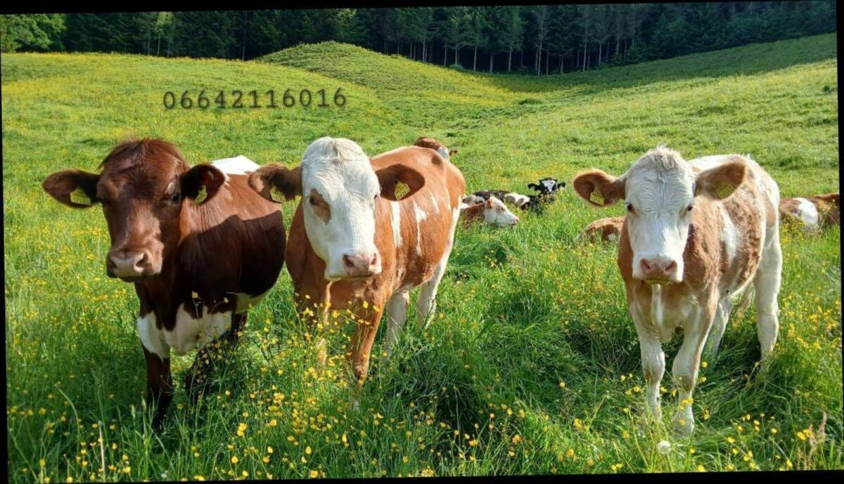 Suche Bio Kalbinnen 2