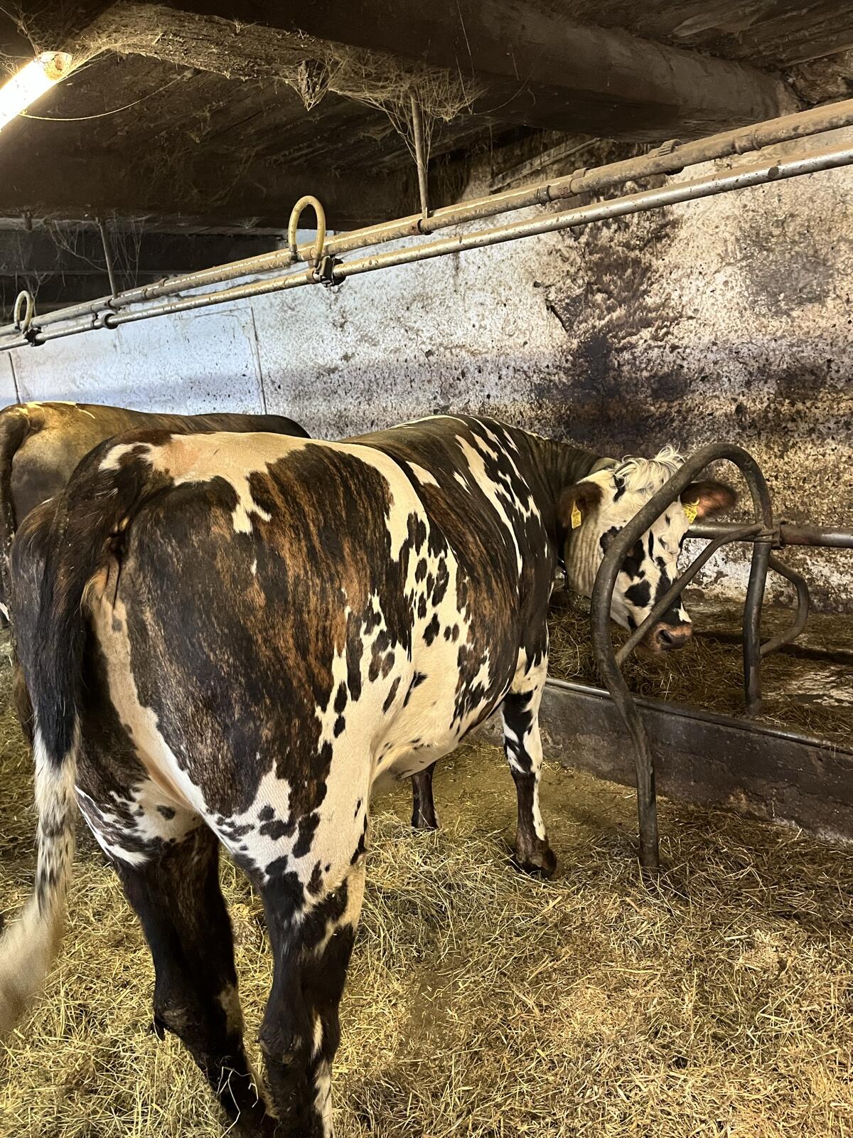 2 trächtige Normande x Fleckvieh Kalbinnen - Kalbung 10/26 2