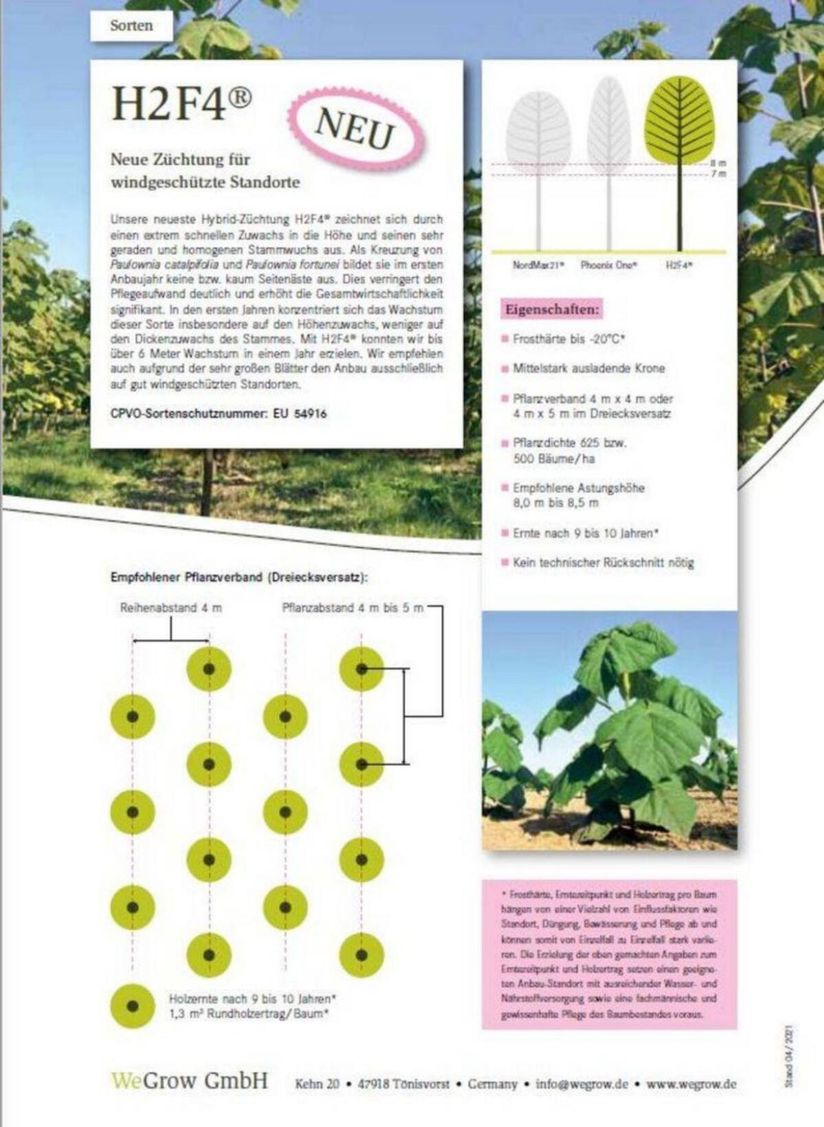 Paulownia Jungpflanzen 2