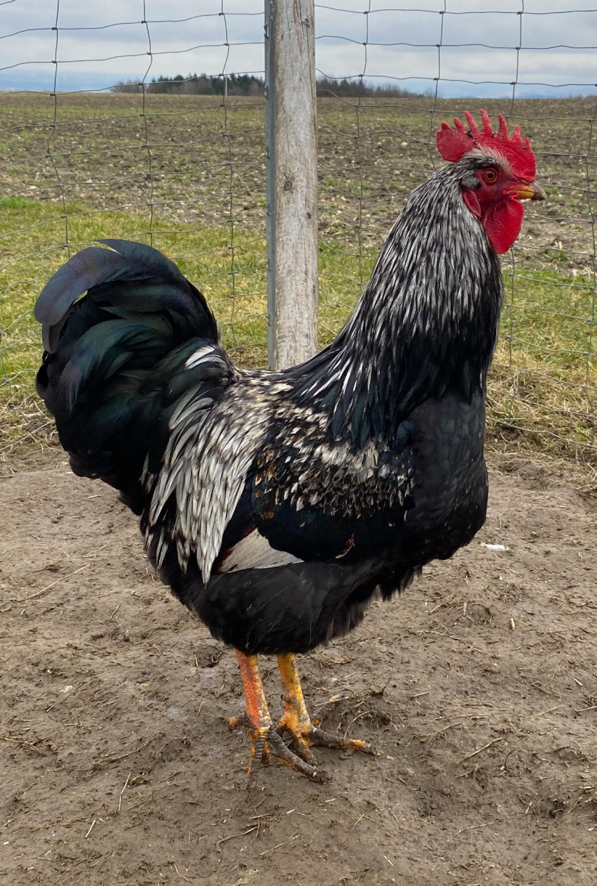 Rassehähne 3