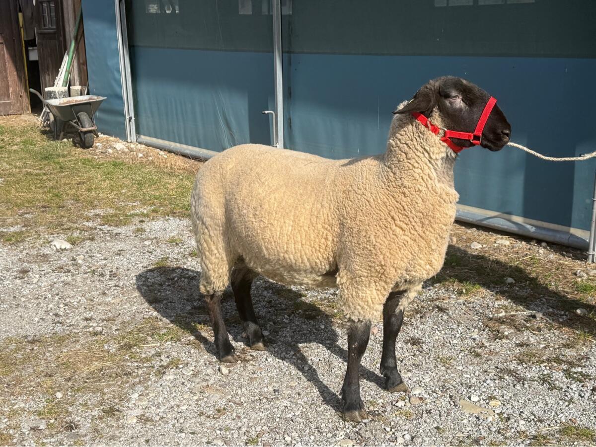 Suffolk Herdbuchbock 2
