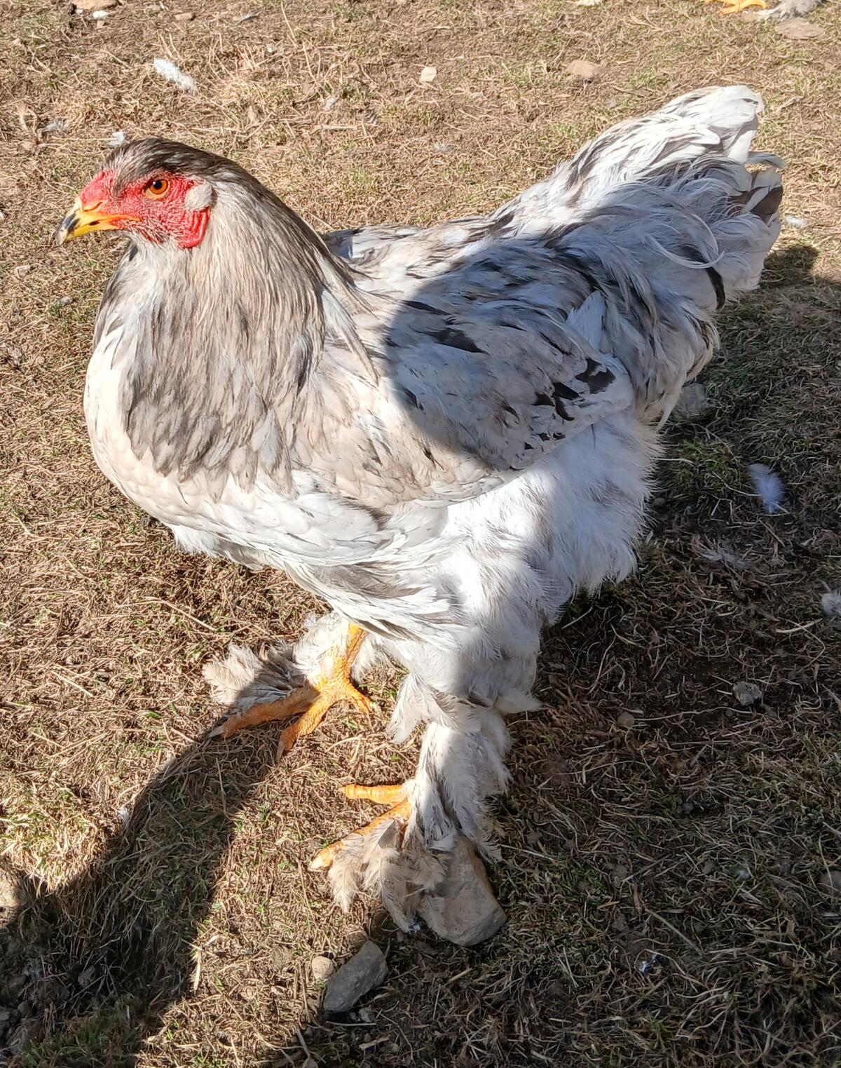 Brahma Hähne 3