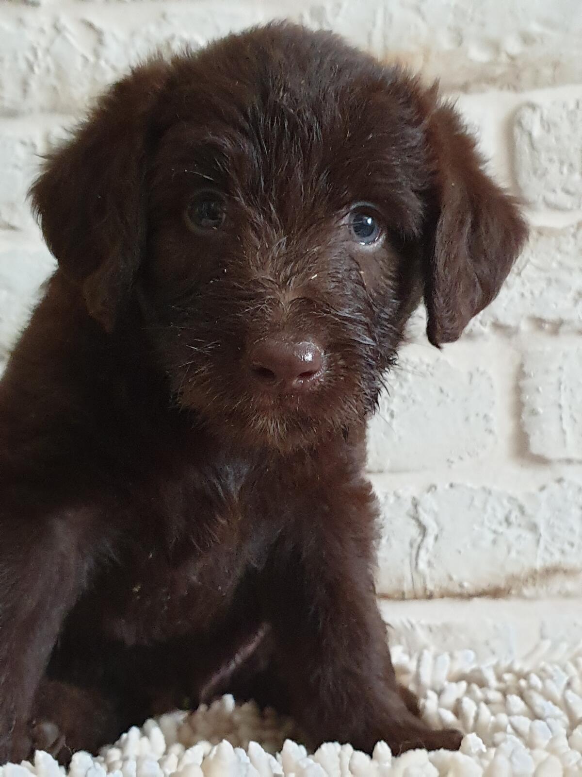 Labradoodle F1 3