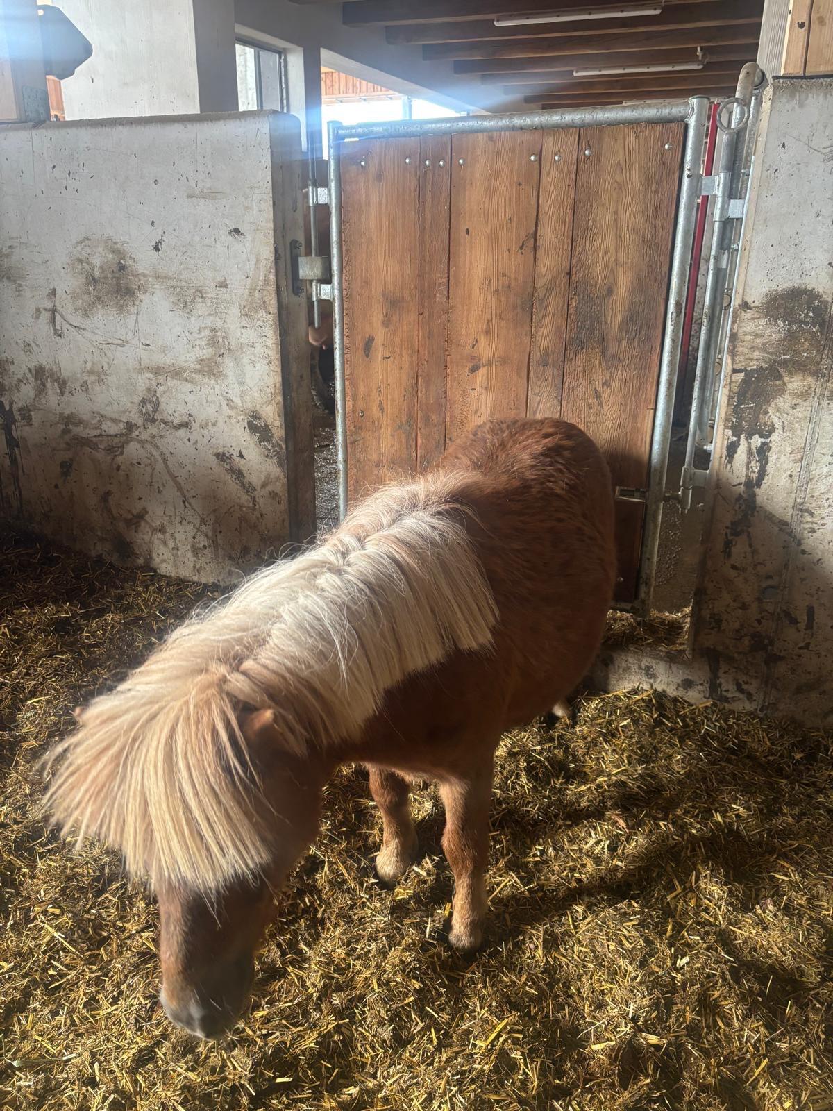 Pony 3