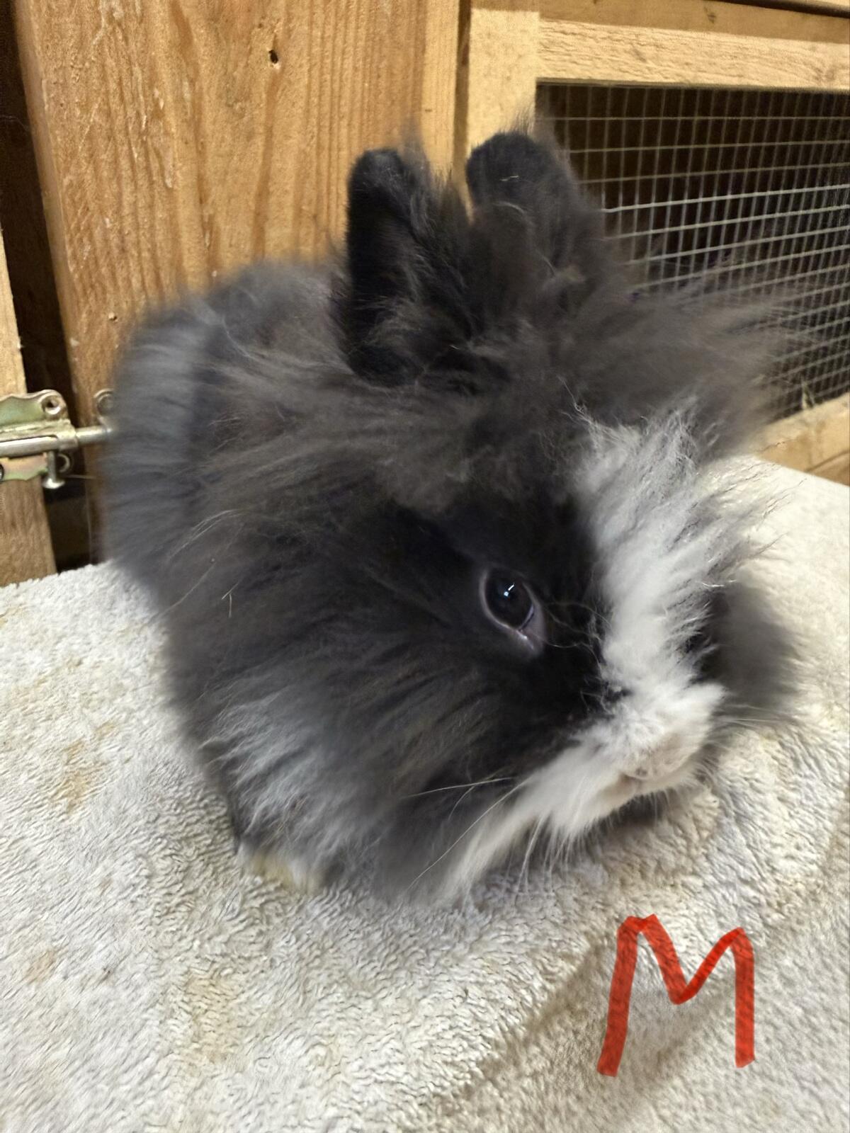 Löwenkopf Kaninchen 3