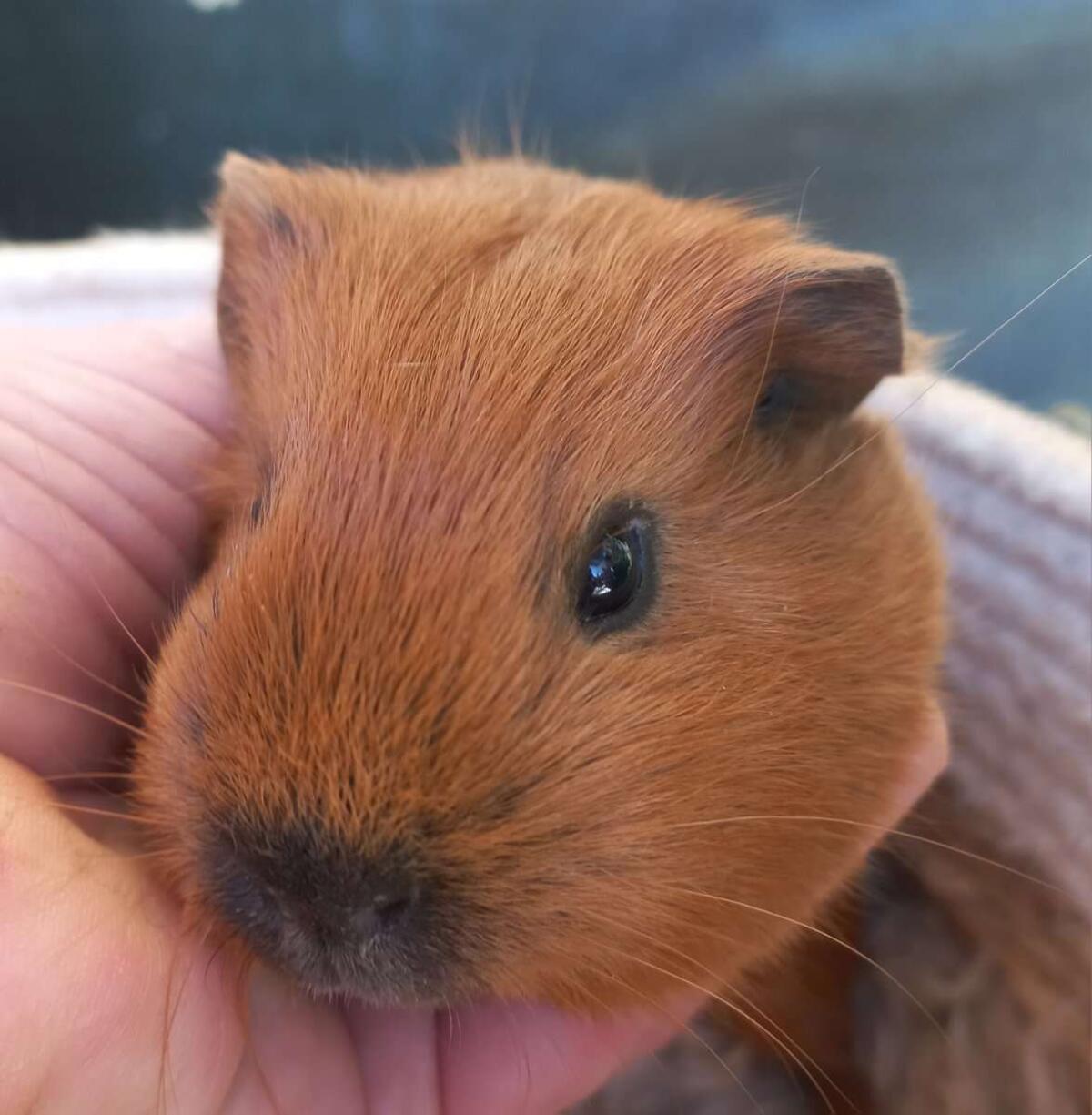 Meerschweinchen Bub 2