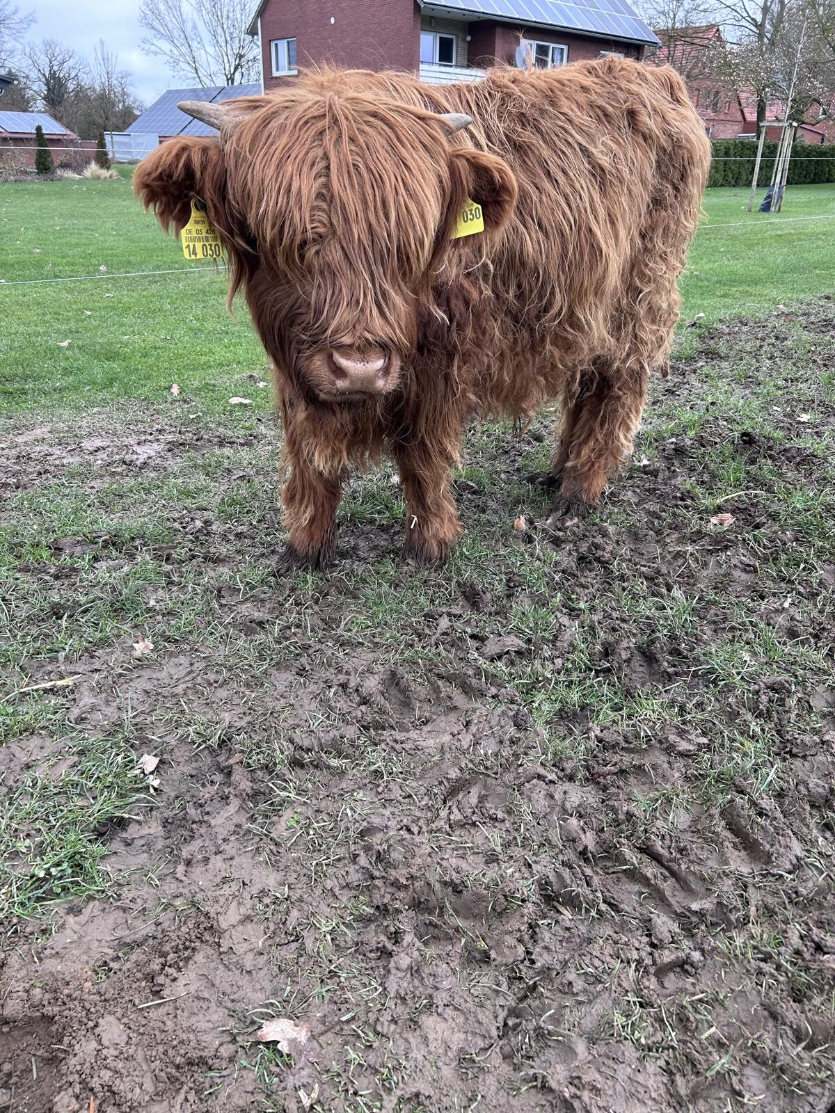 Jungbulle Highland cattle 2