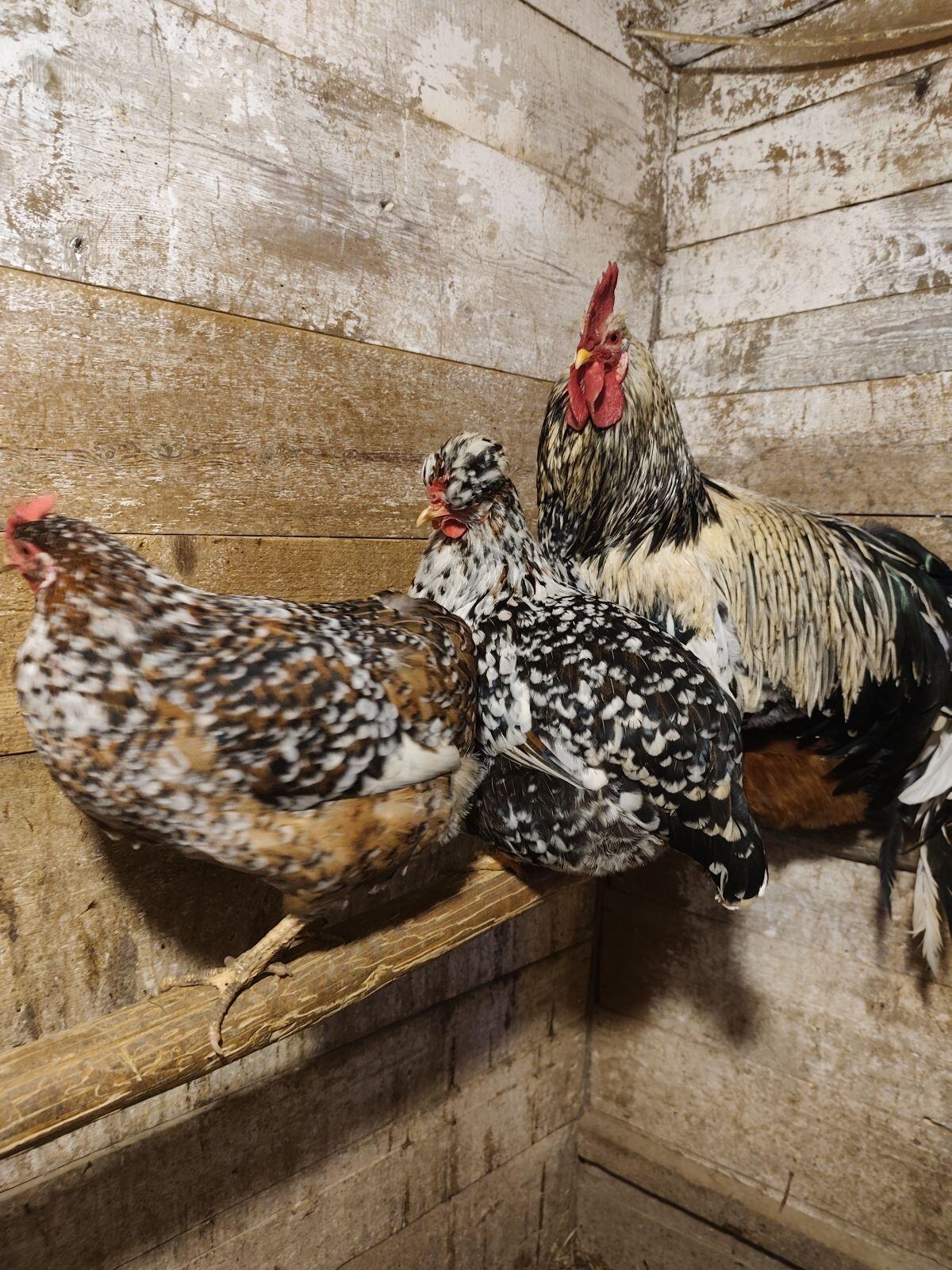 Blumenhuhn Küken 3
