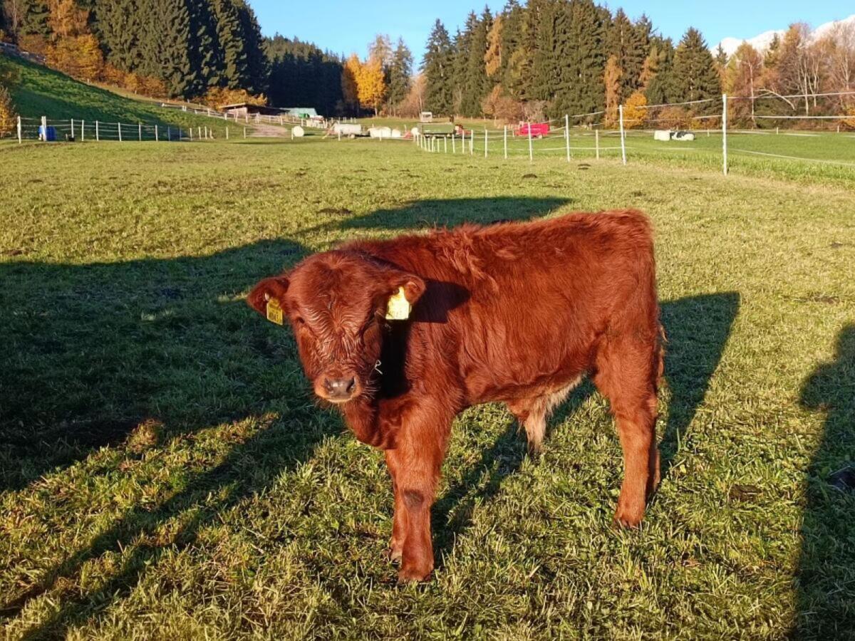 Dexterrinder hornlos Zuchttiere 2