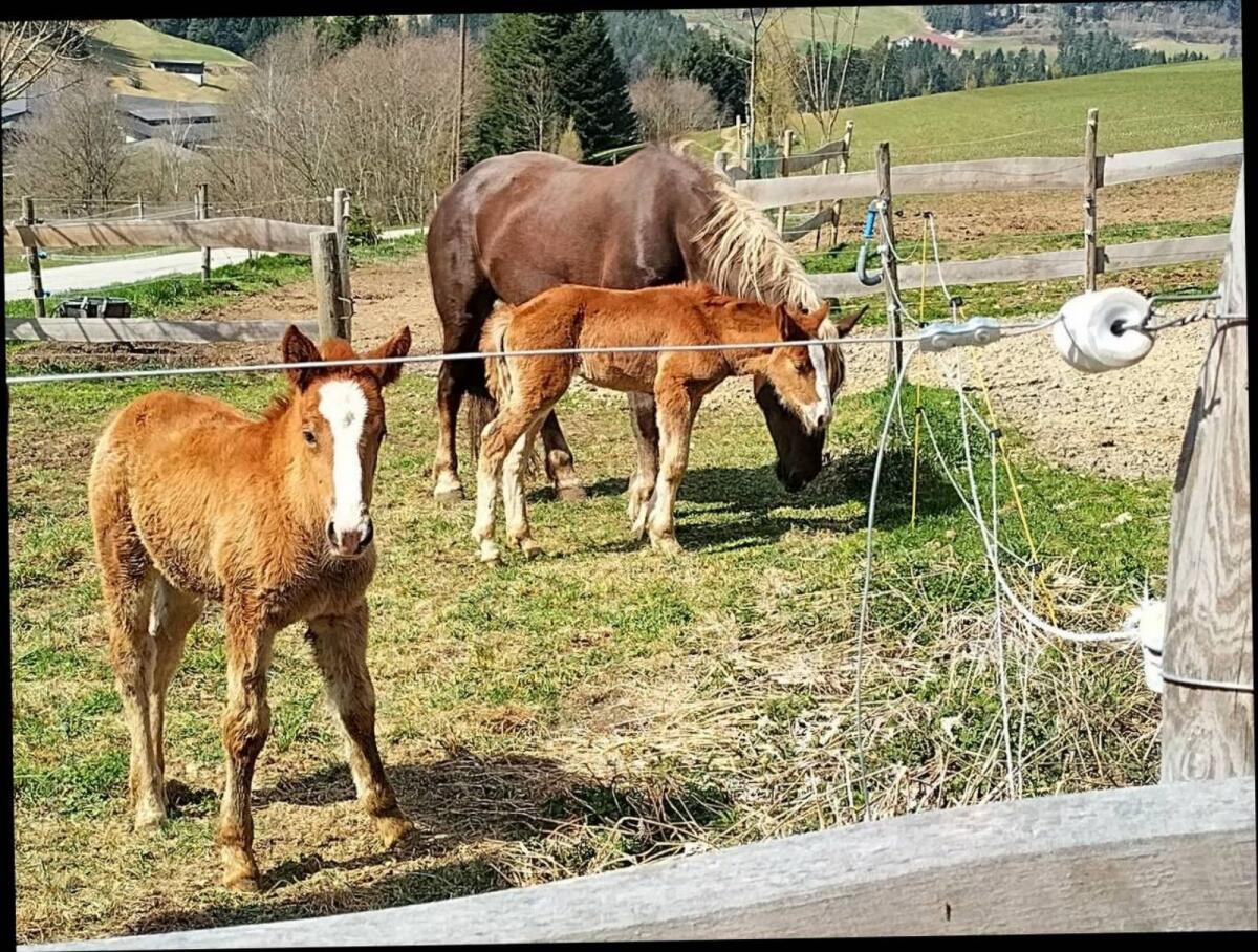 Noriker Dunkelfuchs Fohlen 3