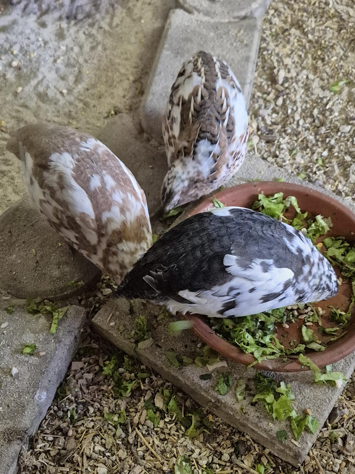 Wachtelhennen + Hahn 2