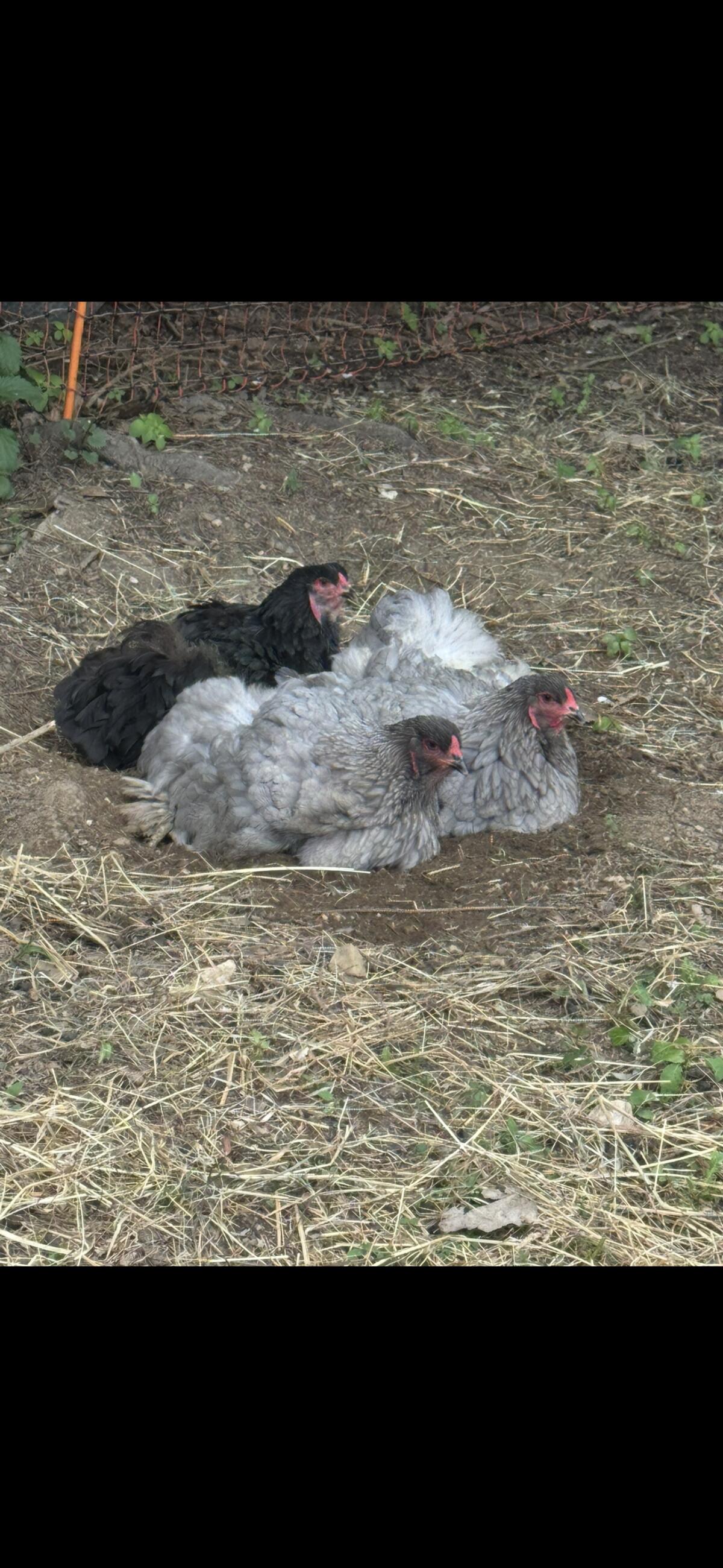 Brahma Bruteier 3