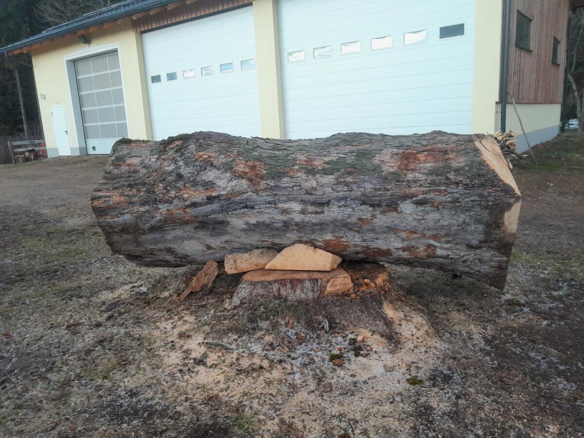 Bergahorn 2