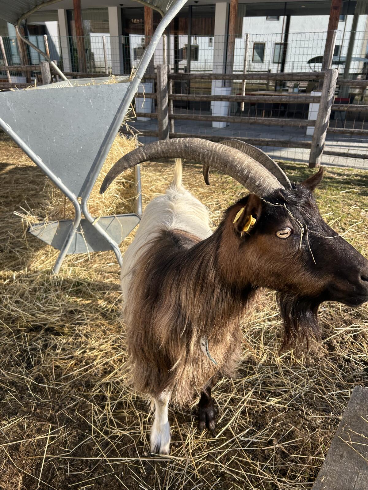 Walliser Ziegen 2