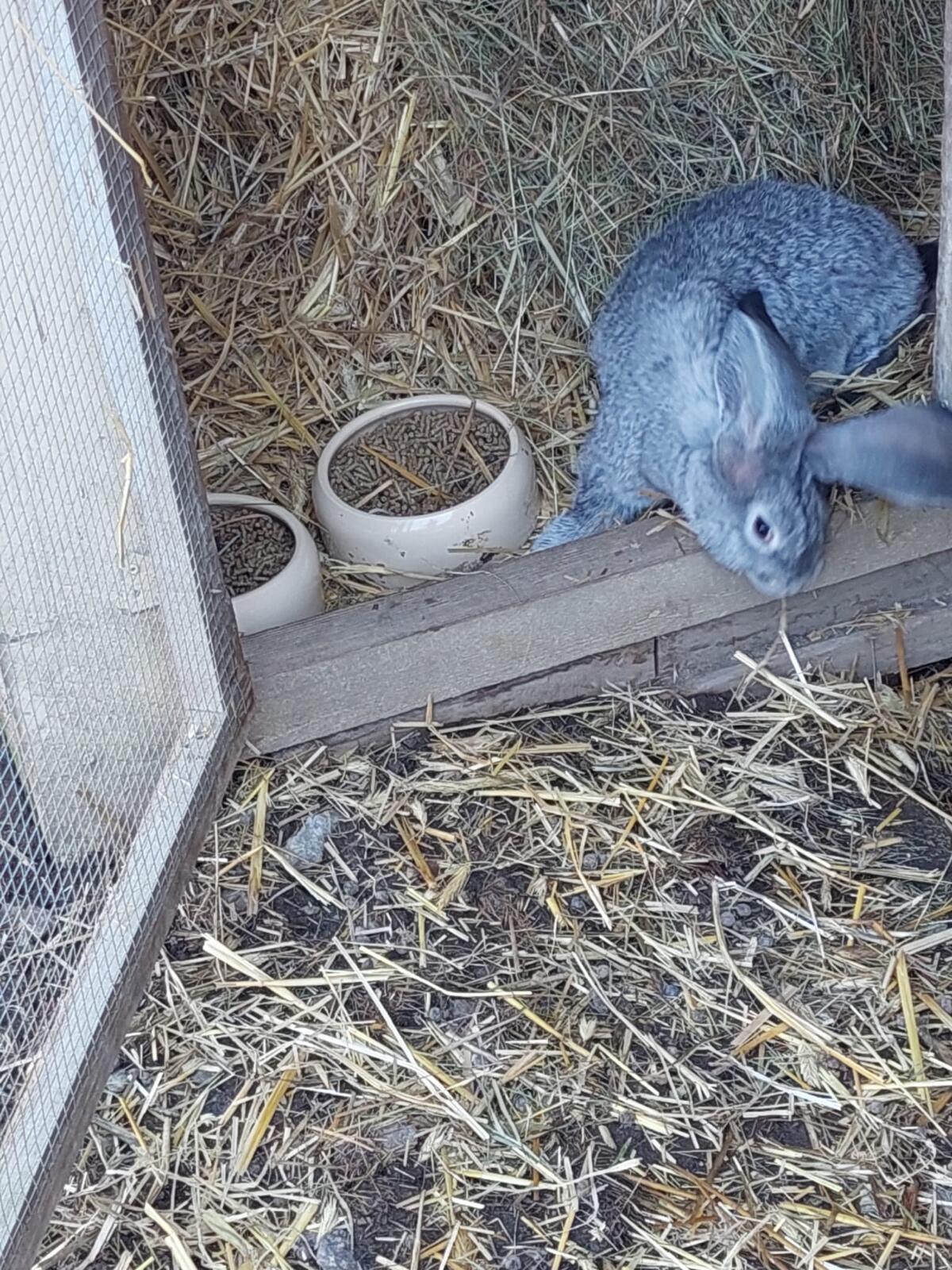 Deutsche Riesen chinchillafarben 2