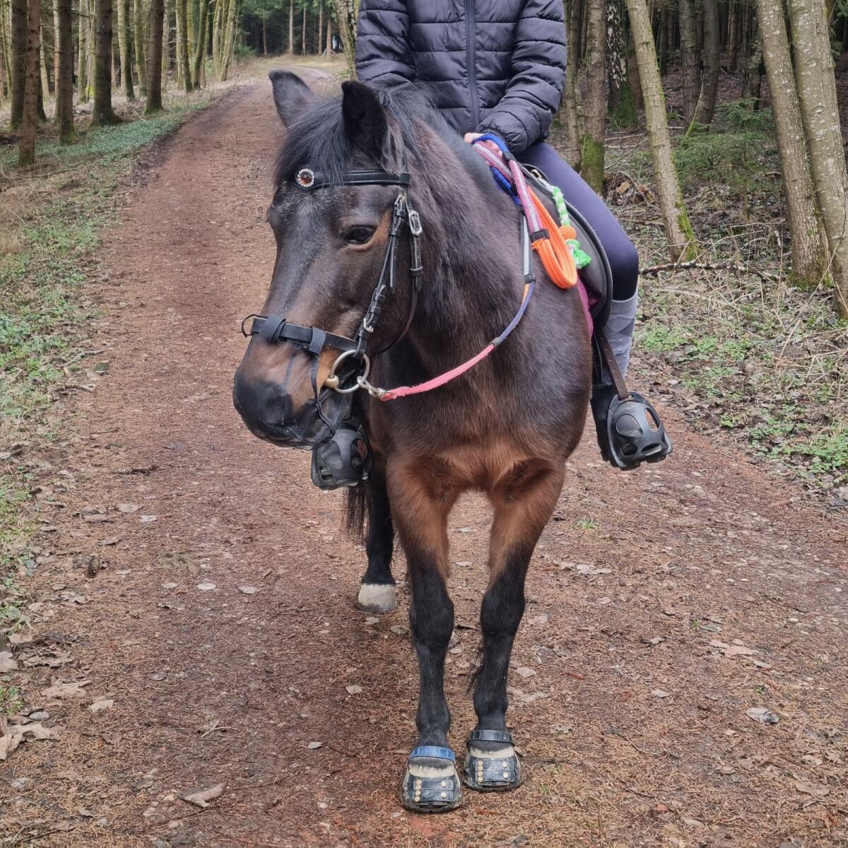 Kinderpony Stute Pony 2