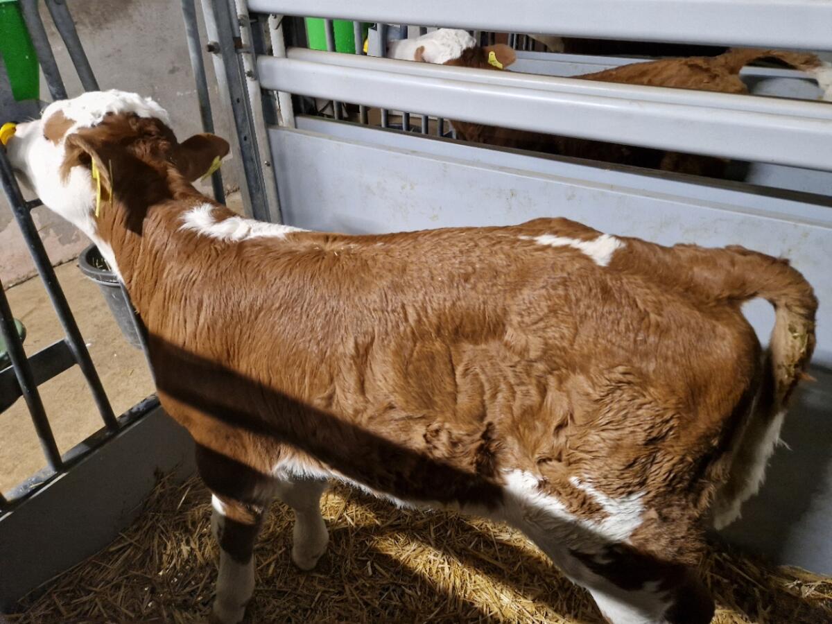 Bio-FV-Stierkälber 2