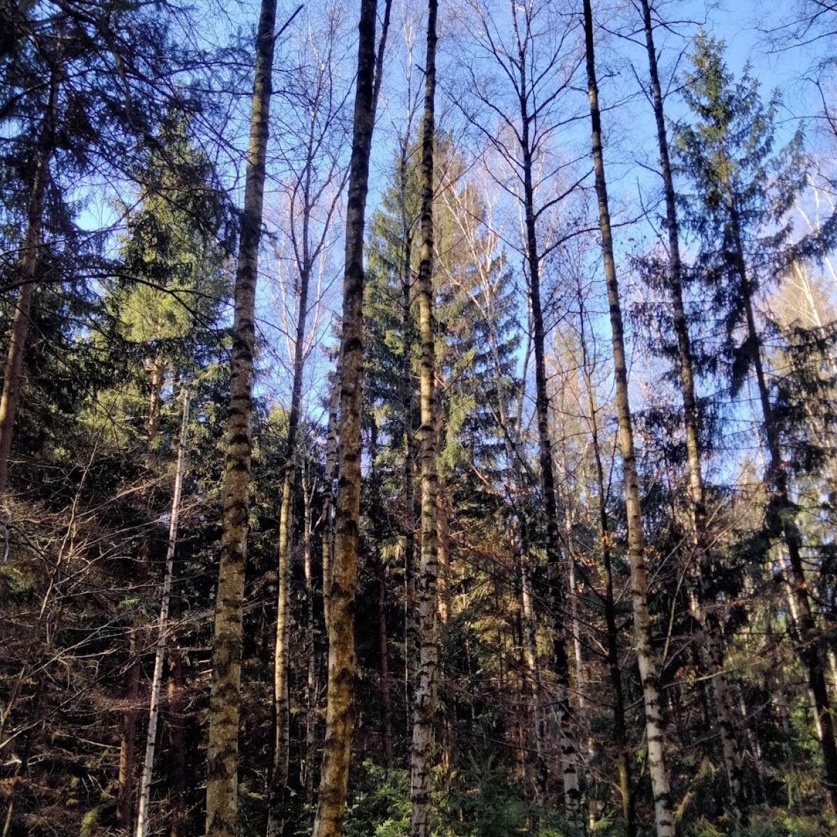 Verkaufe Birken 2