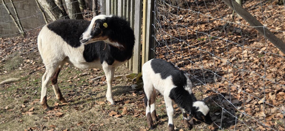 Kamerun Jungbock dreifarbig 2