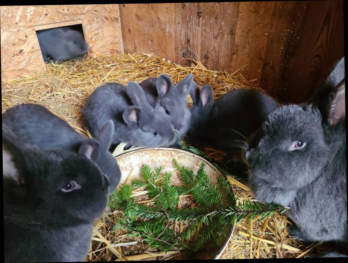 Blaue Wiener Jungtiere 3