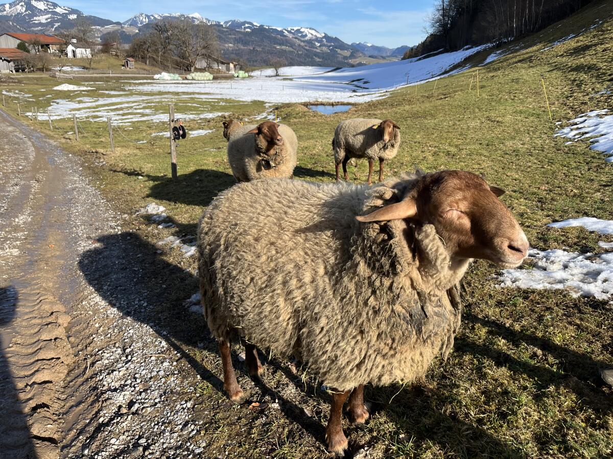 Coburger Fuchs Schafbock 3