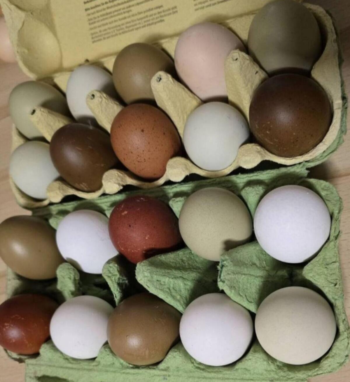 Gans Eier 3