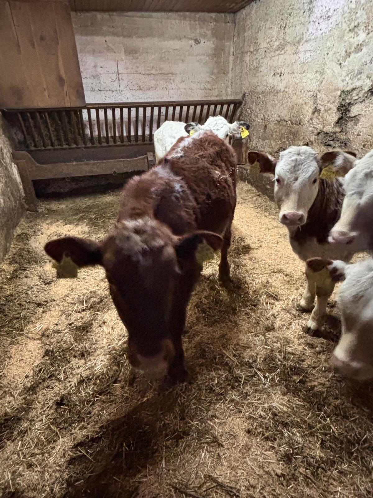 Verkaufe Stier aus Eigenzucht 3
