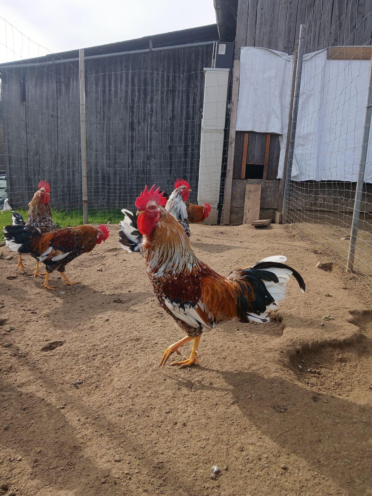 Junghähne Schwedisches Blumenhuhn 2