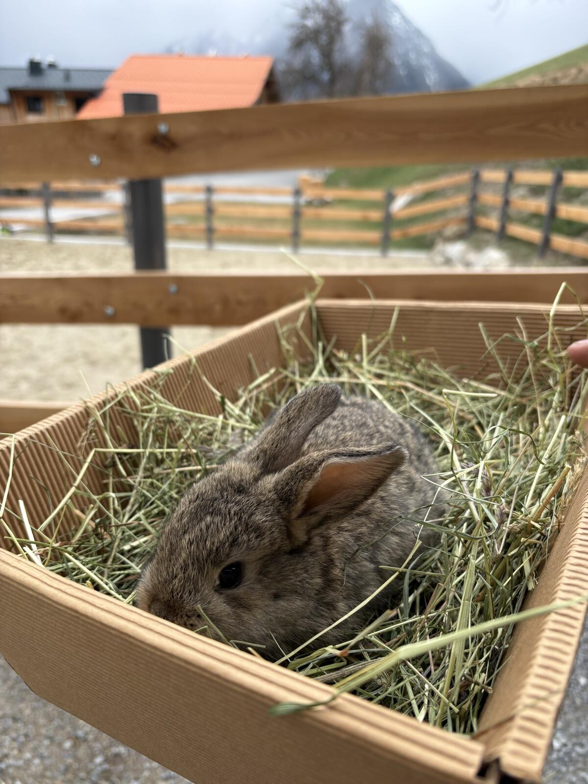 Zwergwidder Zwergkaninchen 2