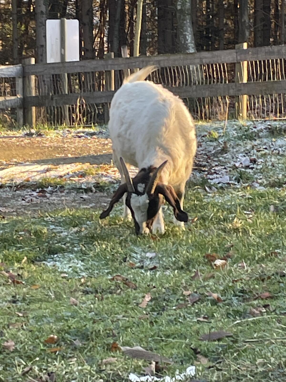 Ziegenbock Anton 2